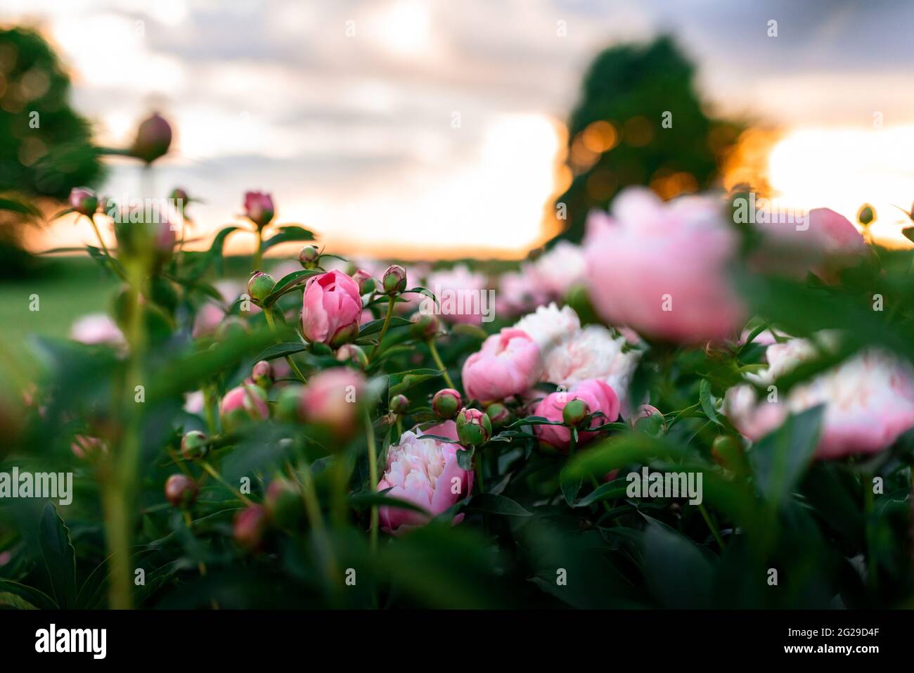 peonie rosa in fiore in un giardino fiorito Foto Stock