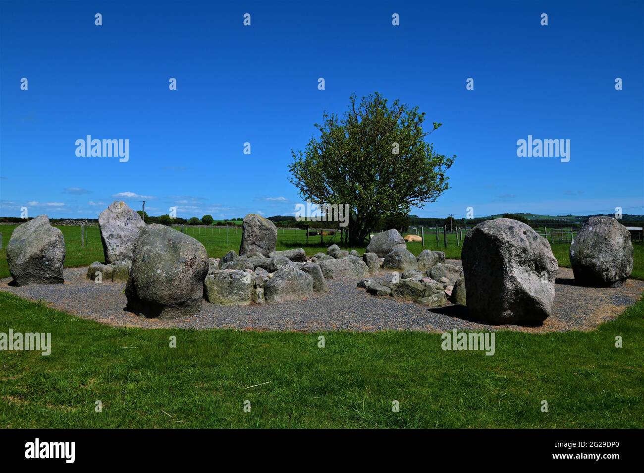 Una vista di un antico cerchio di pietra a Cullerlie in Deeside, Scozia. Foto Stock