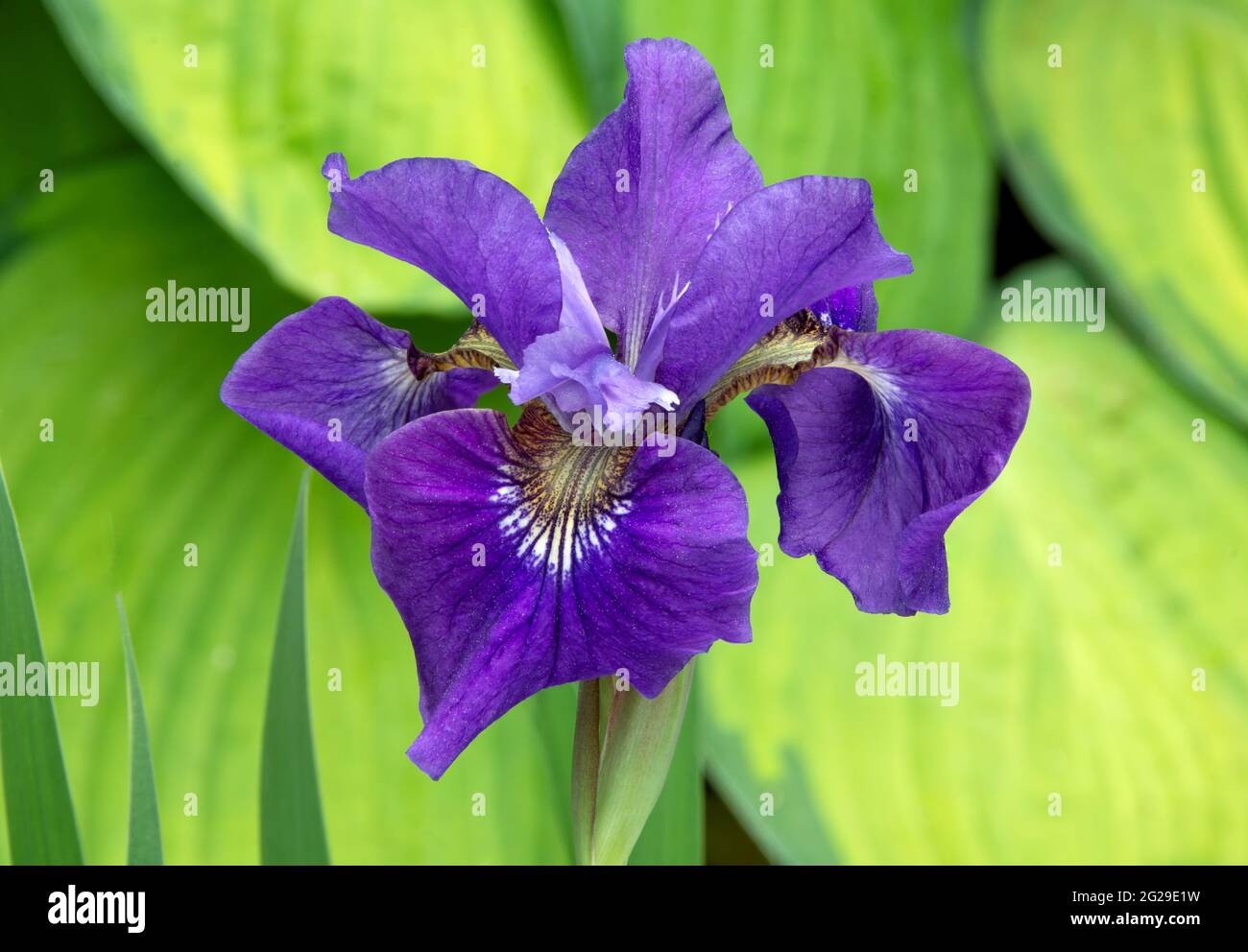 Colorato fiore di Iris serbo con vibranti petali viola-blu spolverati con specs di polline lungo un morbido sfondo di foglie verdi variegate di Hosta Foto Stock