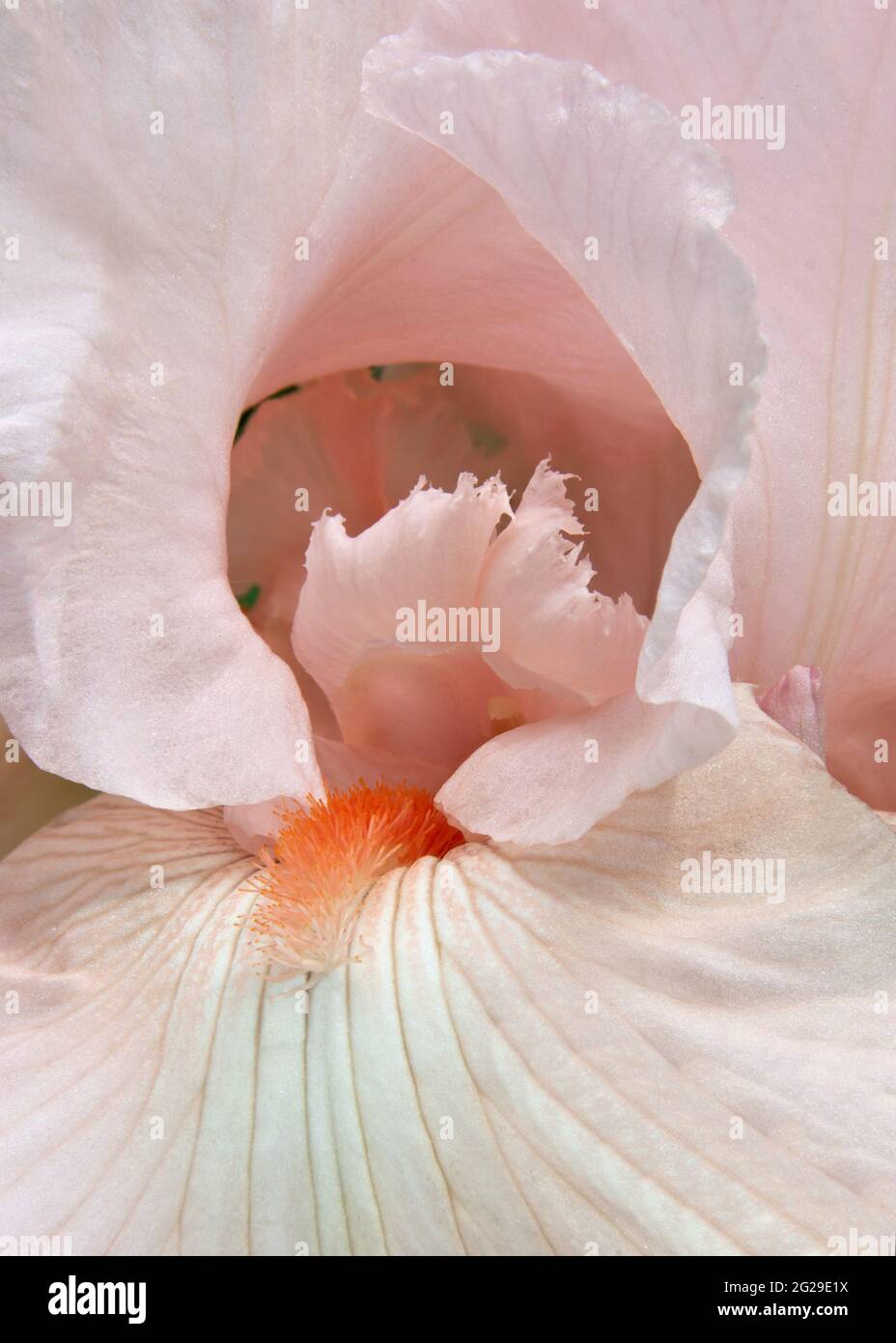 Bellezza in natura. Macro fotografia che mostra dettagli intricati della bella fioritura rosa dell'iride (Iris germanica) con una barba arancione prominente. Foto Stock