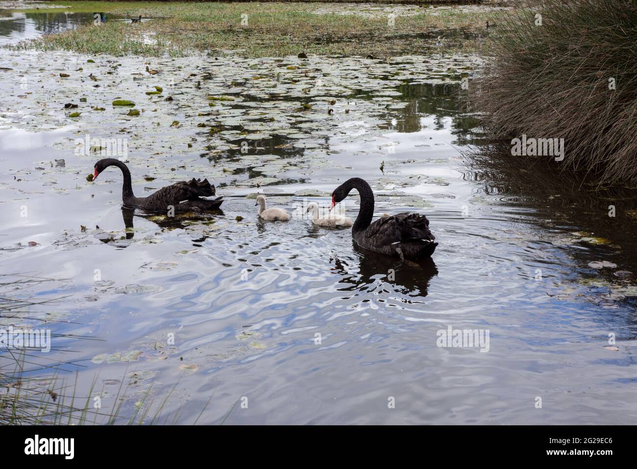 Due cigni neri australiani adulti con i loro piccoli cigneti che nuotano su un lago a Queensland, Australia. Foto Stock