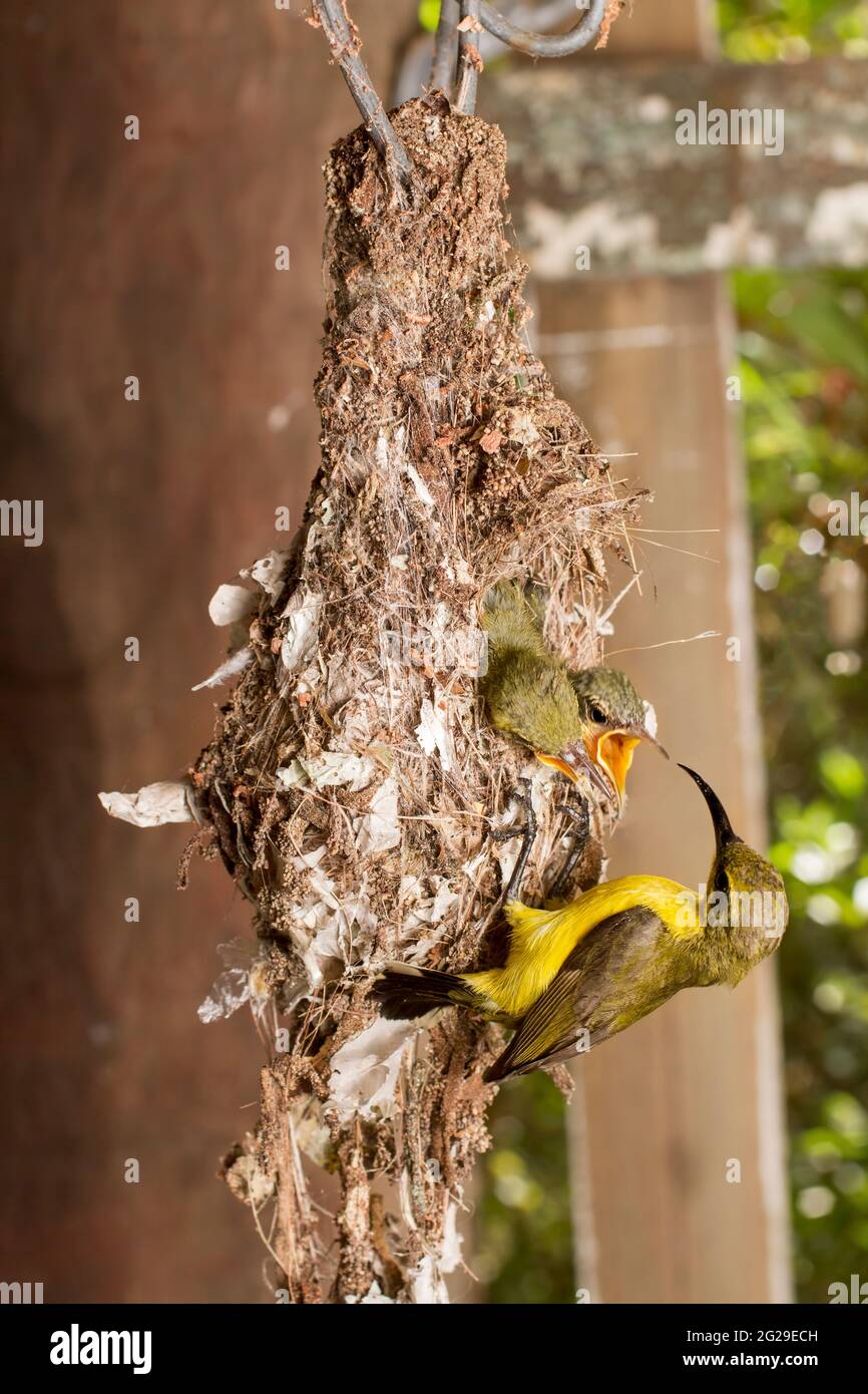 Sunbird femminile con sostegno di olive (nettarinia jugularis) che alimenta i piccoli pulcini in un nido sospeso sotto un edificio nel tropicale North Queensland, Australia. Foto Stock