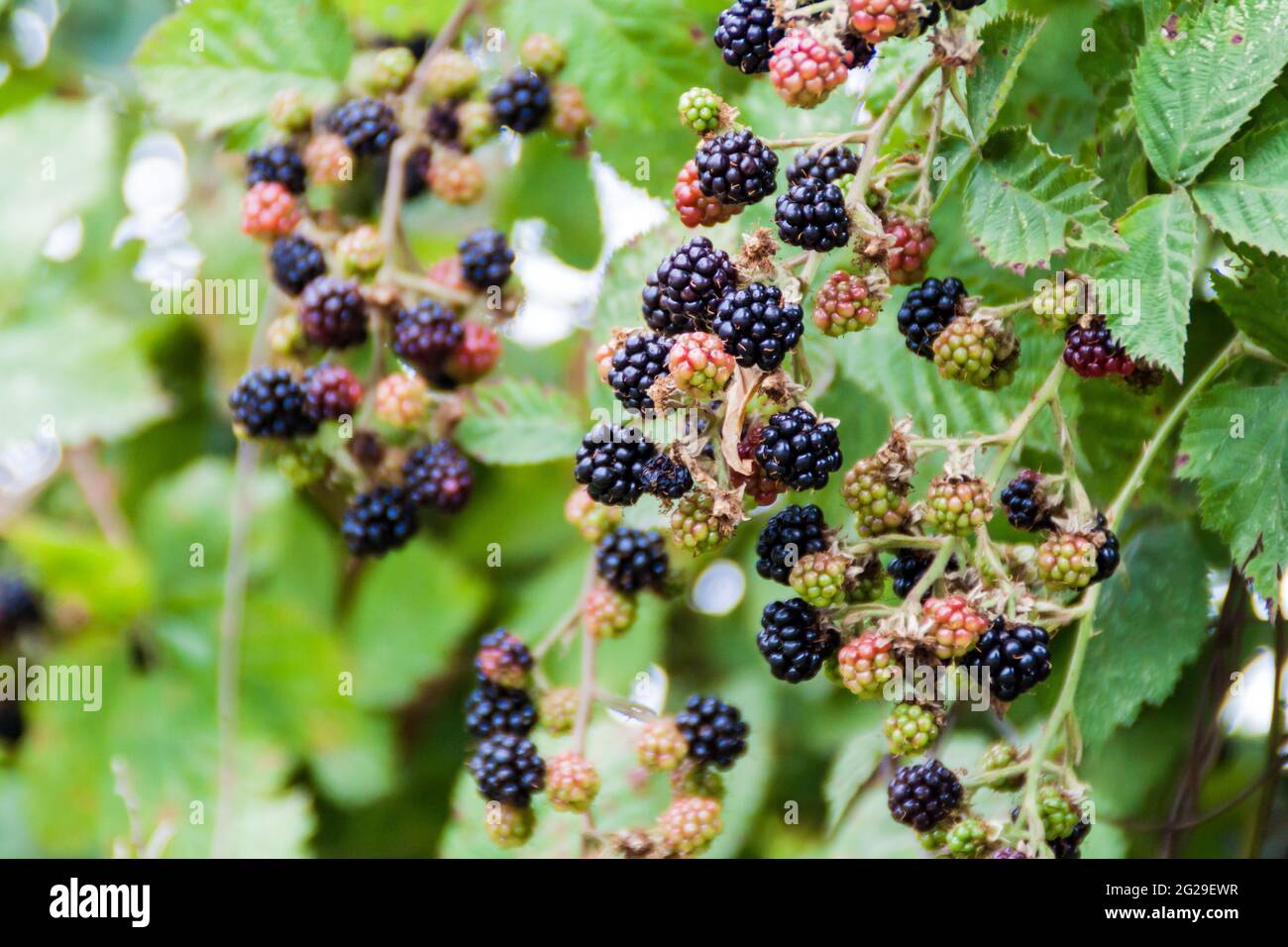 BlackBerry Bush vicino al villaggio di Frutillar, Cile Foto Stock