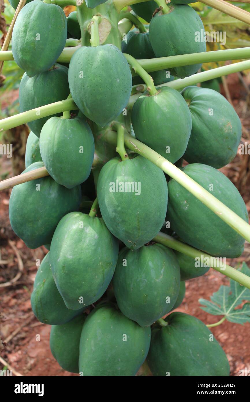 Piante di papaya - varietà di signora rossa Foto Stock