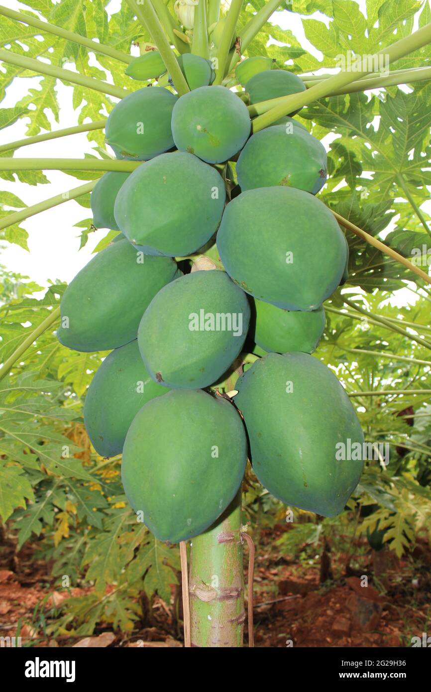 Piante di papaya - varietà di signora rossa Foto Stock
