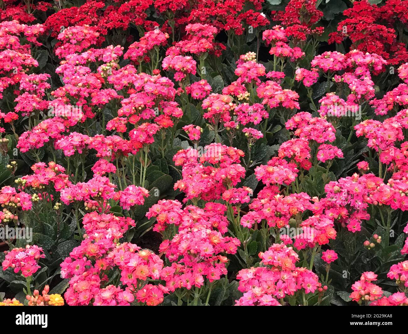 Spettacolo di fiori con splendida decorazione floreale Foto Stock