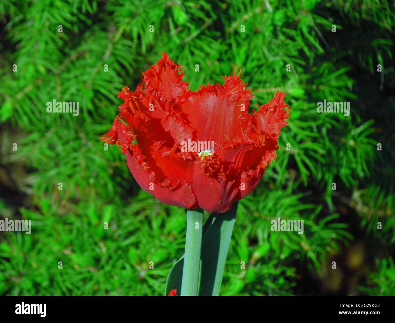 Tulipano rosso fiorito, ricco fiore con un bordo dentellato del primo piano del fiore Foto Stock