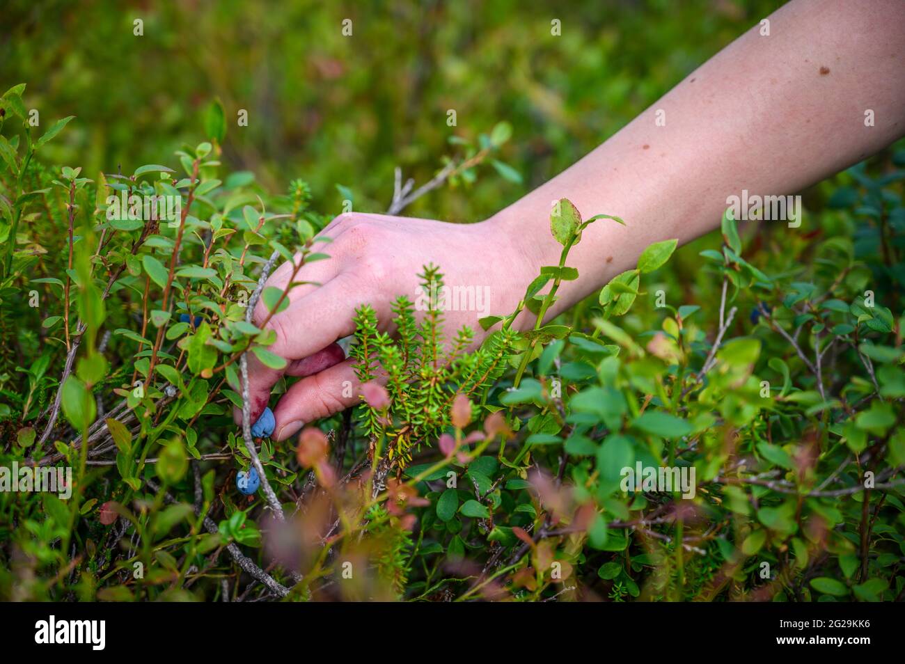 Donna che raccoglie la bacca azzurra selvatica fresca dalle piante in estate attività di outing e la raccolta per l'abitudine sana del cibo Foto Stock
