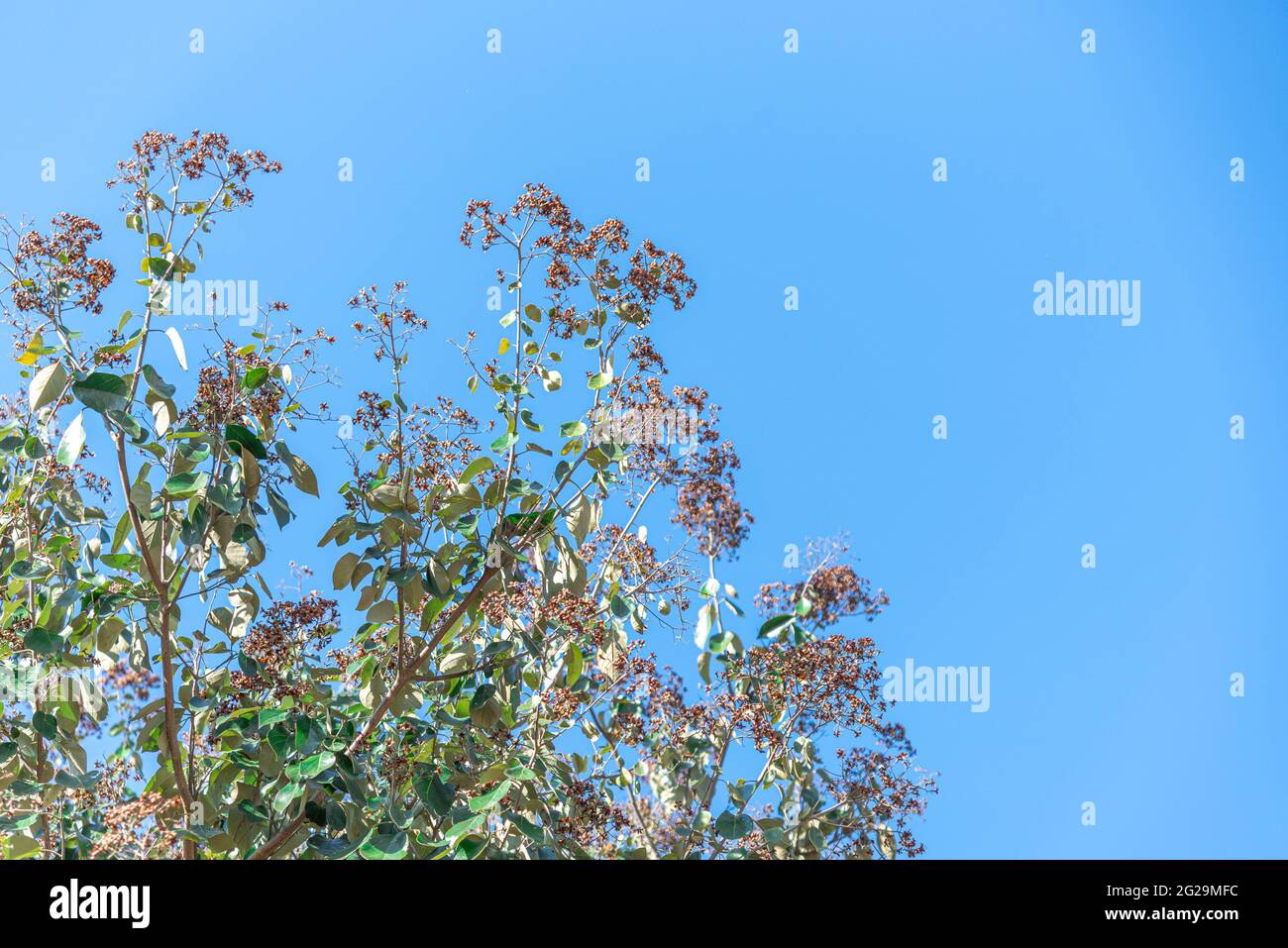 Sinuse Ligustrum albero e il cielo blu sullo sfondo. Privet è un albero originario della Cina, ampiamente utilizzato nella imboschimento urbano in São Paulo e. Foto Stock