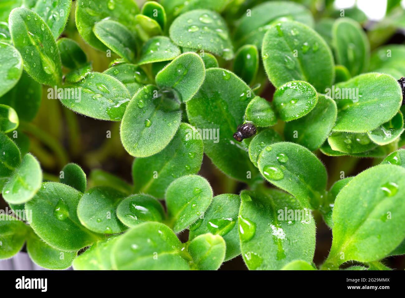 Primo piano di micrograni di girasole. Concetto di cibo sano, concetto vegano. Giardinaggio domestico. Sfondo naturale. Messa a fuoco selettiva con profondità di campo ridotta. Foto Stock