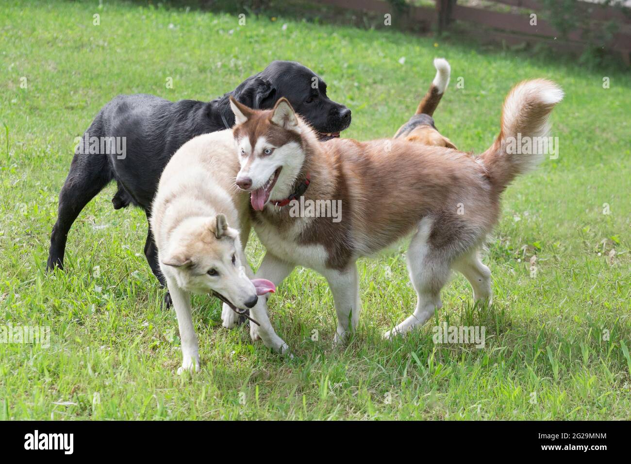 Husky siberiano, laika siberiano occidentale e cucciolo di labrador Retriever giocano su un'erba verde nel parco estivo. Animali domestici. Cane purebred. Foto Stock