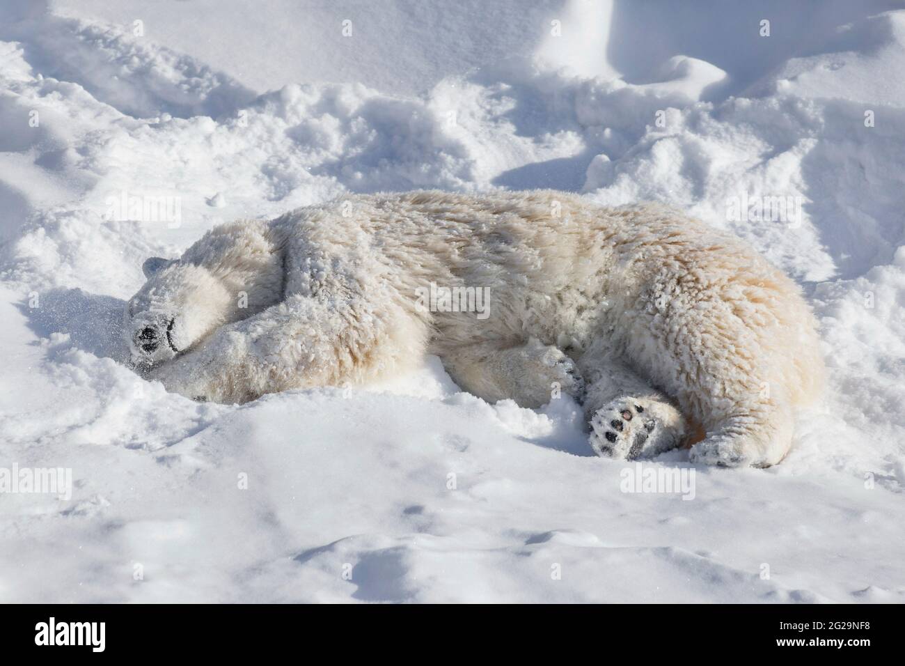 Il cucciolo dell'orso polare sta sdraiando e dormendo sulla neve bianca. Ursus maritimus o Thalarctos Maritimus. Animali nella fauna selvatica. Foto Stock