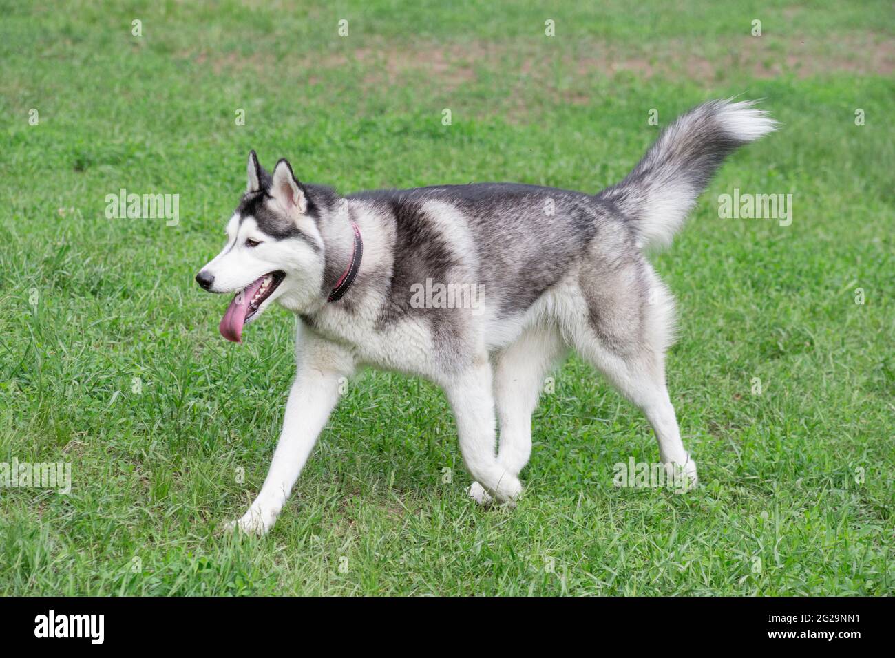Il simpatico cucciolo di Husky siberiano sta camminando su un'erba verde nel parco estivo. Animali domestici. Cane purebred. Foto Stock