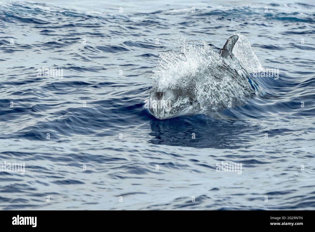Risso Dolphin Grampus in Mar Ligure Mediterraneo Foto Stock