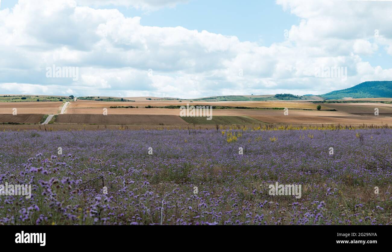 Splendido paesaggio della campagna spagnola in estate. Campi con raccolti e lavanda. La Roja, Spagna. Europa Foto Stock