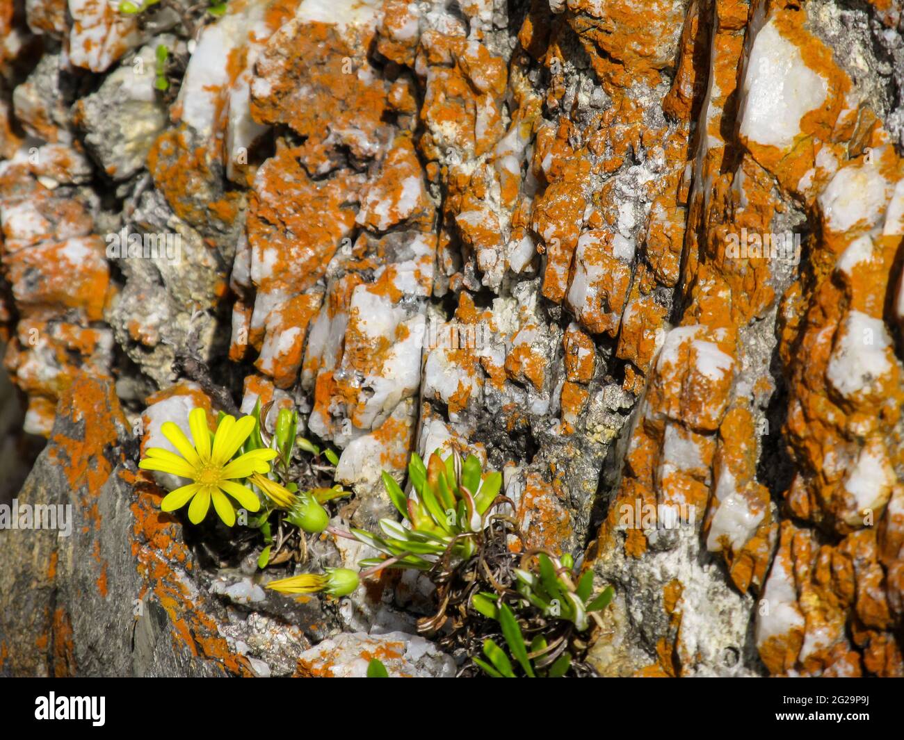 Una piccola margherita gialla che cresce in una sottile crepa in quarzo coperto di lichene arancione sulla costa di Tsitsikamma in Sud Africa Foto Stock