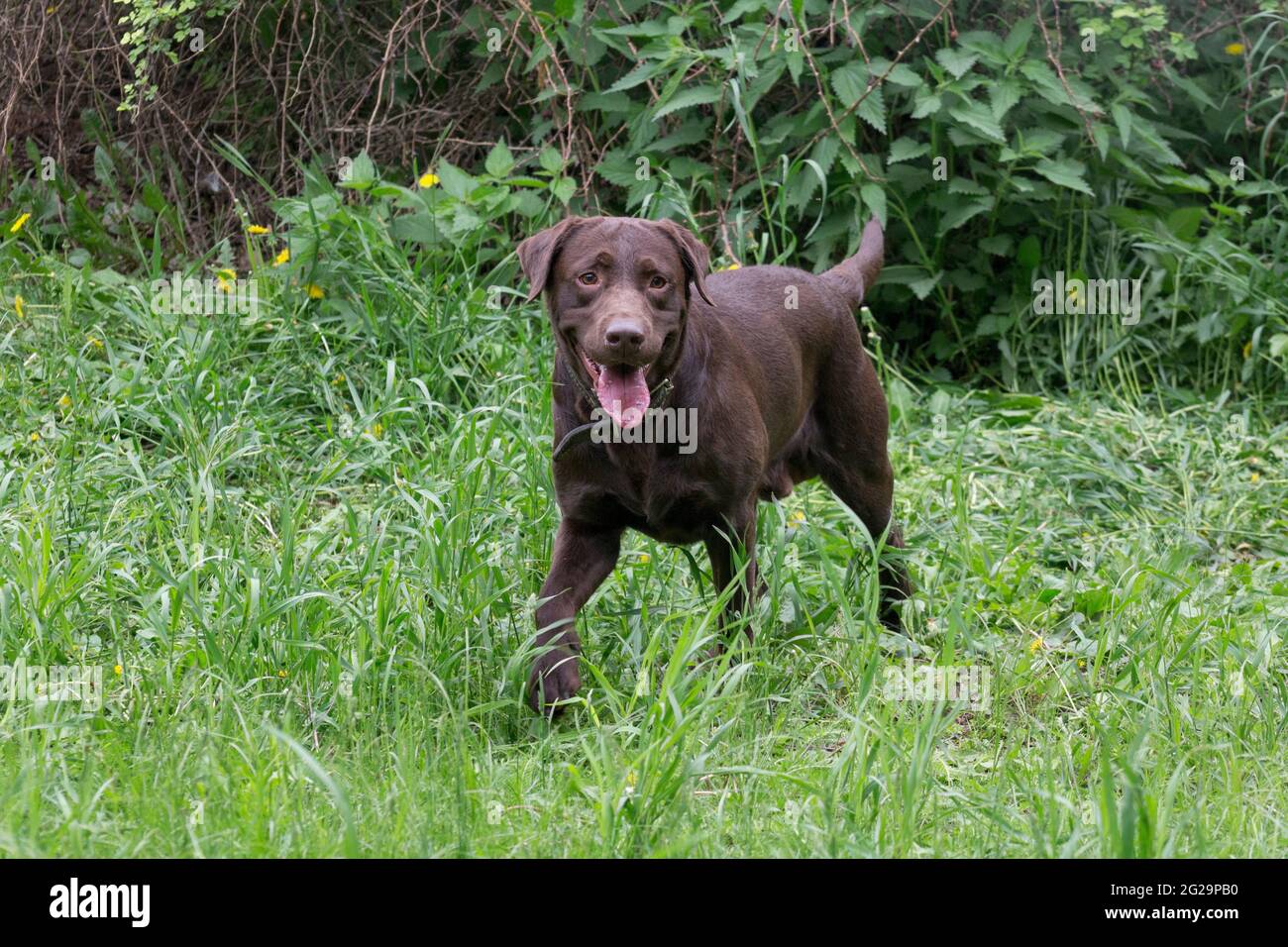 Cute cioccolato labrador Retriever cucciolo è in piedi su un'erba verde nel parco estivo e guardando la macchina fotografica. Animali domestici. Cane purebred. Foto Stock