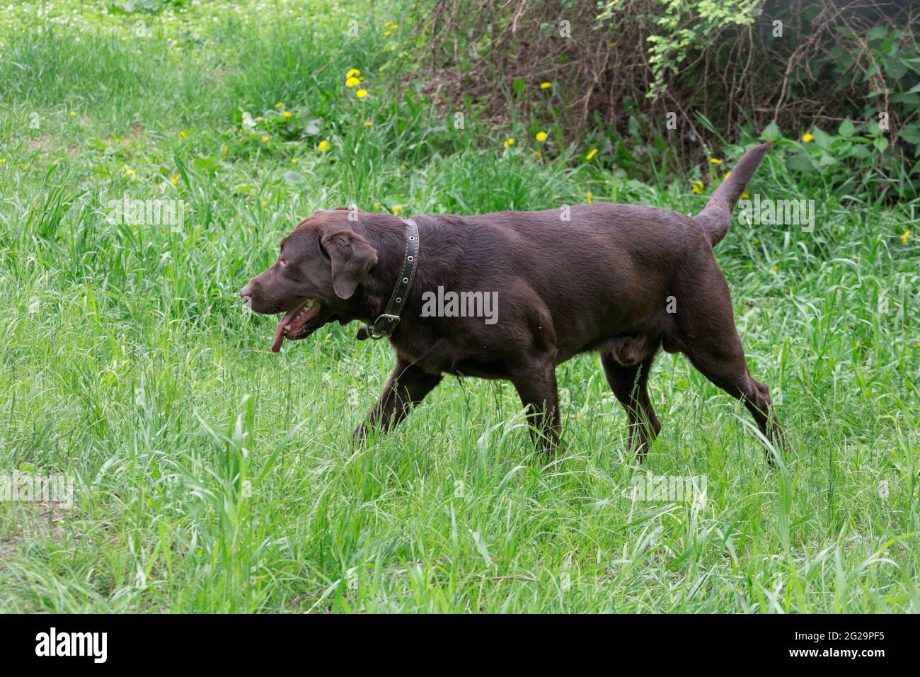 Il simpatico cucciolo labrador Retriever al cioccolato cammina su un'erba verde nel parco estivo. Animali domestici. Cane purebred. Foto Stock