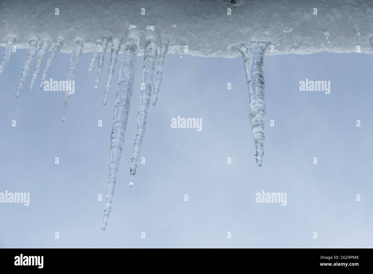 Icicle primo piano con dettaglio. Picchietto di ghiaccio sospeso. Acqua congelata in grande formazione di gocce lentamente fondendo e gocciolando. Concetto Winter Wonderland. Congelamento Foto Stock