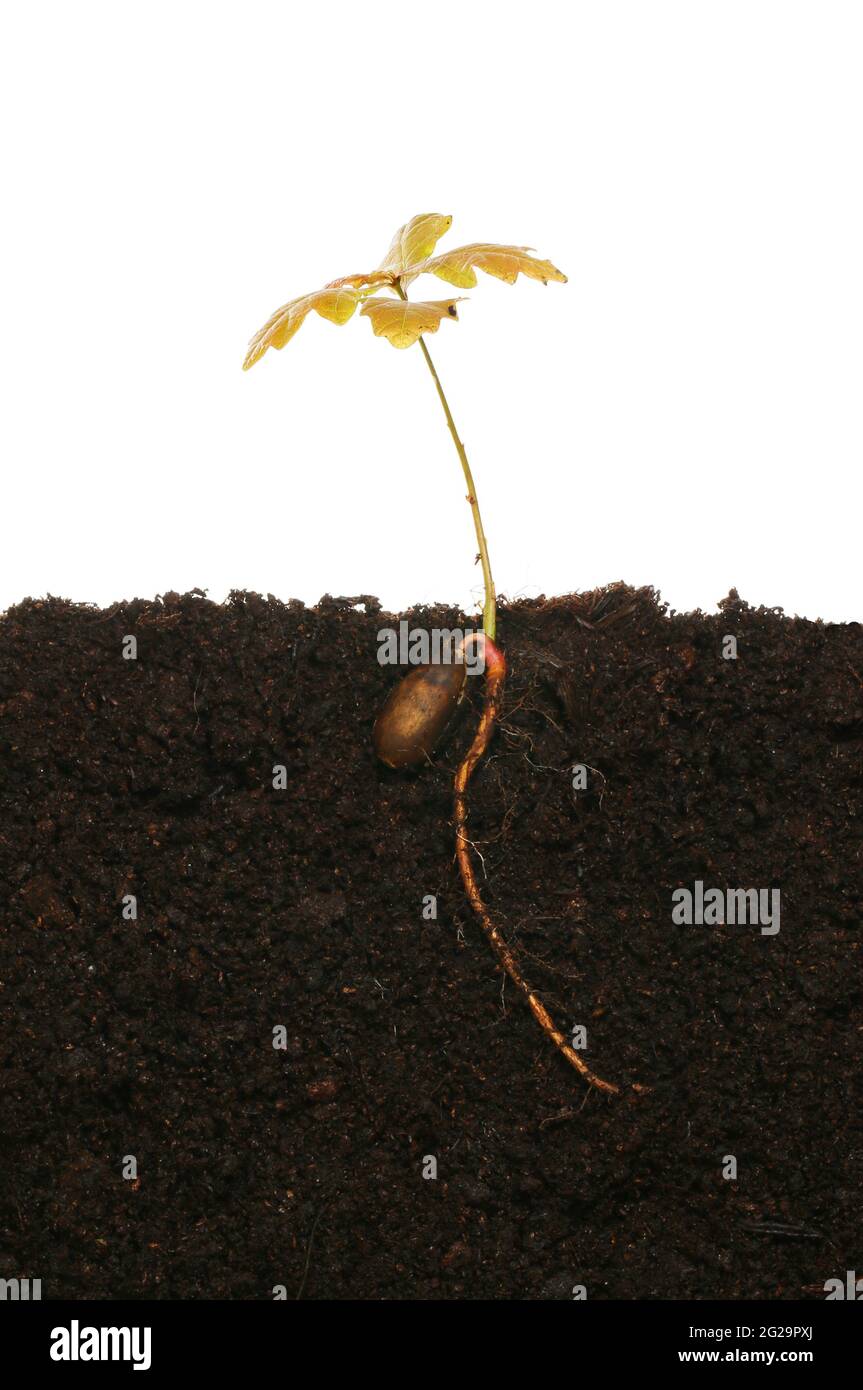 L'albero di quercia che si segatura nel terreno mostrando acorno germinato e tocca la radice su uno sfondo bianco Foto Stock