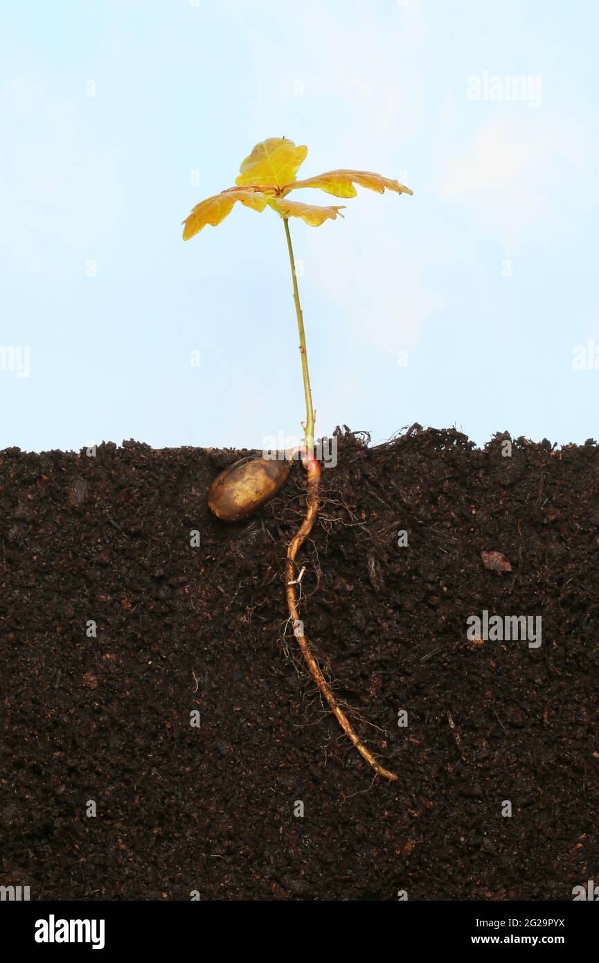 Segatura di quercia che mostra acorno germinato e radici nel terreno su uno sfondo blu cielo Foto Stock