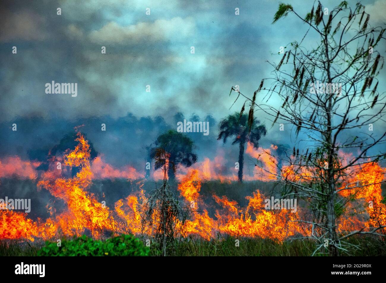 Scottatura controllata, Everglades National Park, Florida Foto Stock