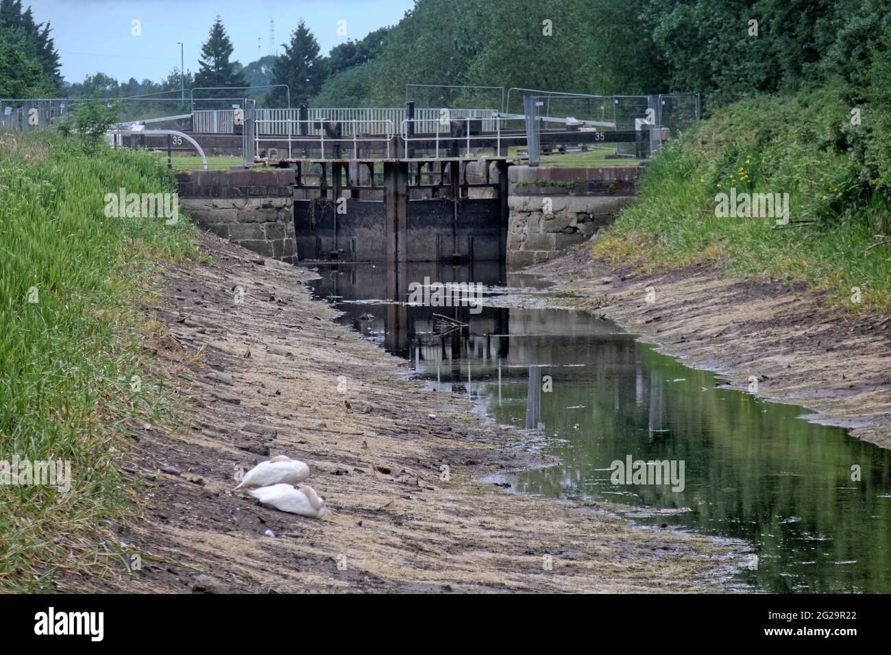 Glasgow, Scozia, Regno Unito, 9 giugno 2021. I canali Svotish hanno twittato "a causa di un problema di terze parti con il gasdotto Monkland che alimenta la rete idrica di ForthandClydeCanal, l'approvvigionamento idrico sul canale è attualmente basso. Tutta la navigazione lungo il corso d'acqua è attualmente sospesa". AZ confusa fauna selvatica e cracking canali bacini fornire una vista insolita per gli spettatori sul towpath.Copyright Gerard Ferry/Alamy Live News Foto Stock