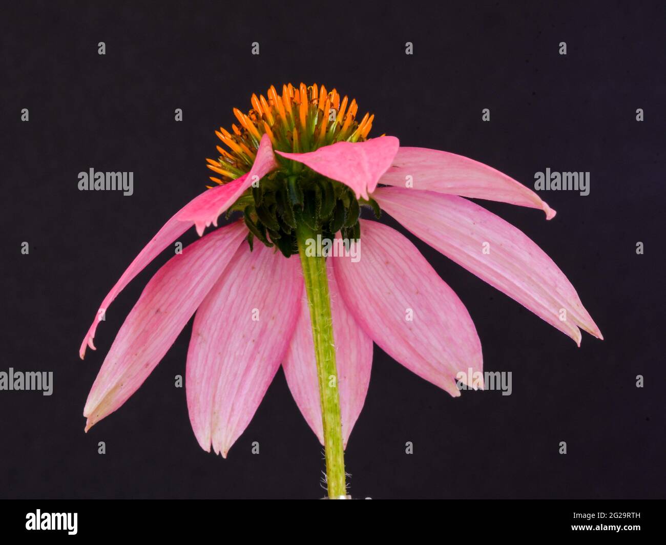 I fiori di coneflowers illuminano ogni giardino che grazia. Sembrano particolarmente belli nei giardini del cottage. Foto Stock