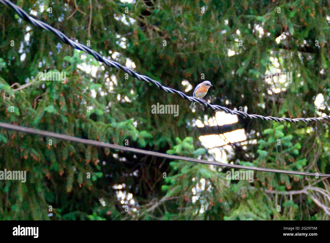 Eastern Bluebird (Sialia sialis) seduto su un cavo Foto Stock