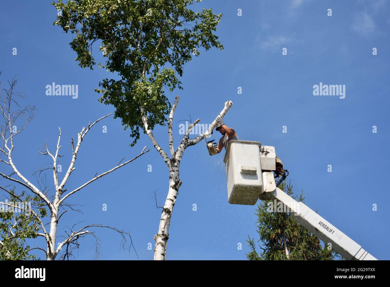 Trimmer professionale per la rimozione di alberi di betulla morti o danneggiati con motosega su sollevatore idraulico sopraelevato per ottenere un vantaggio in altezza, Browntown WI, USA Foto Stock