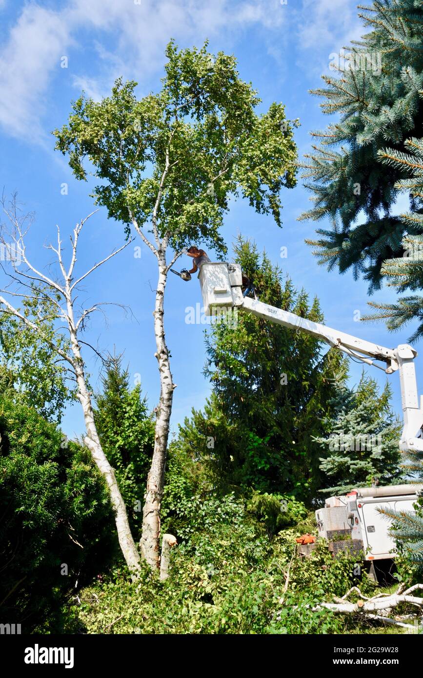Trimmer professionale per la rimozione di alberi di betulla morti o danneggiati con motosega su sollevatore idraulico sopraelevato per ottenere un vantaggio in altezza, Browntown WI, USA Foto Stock