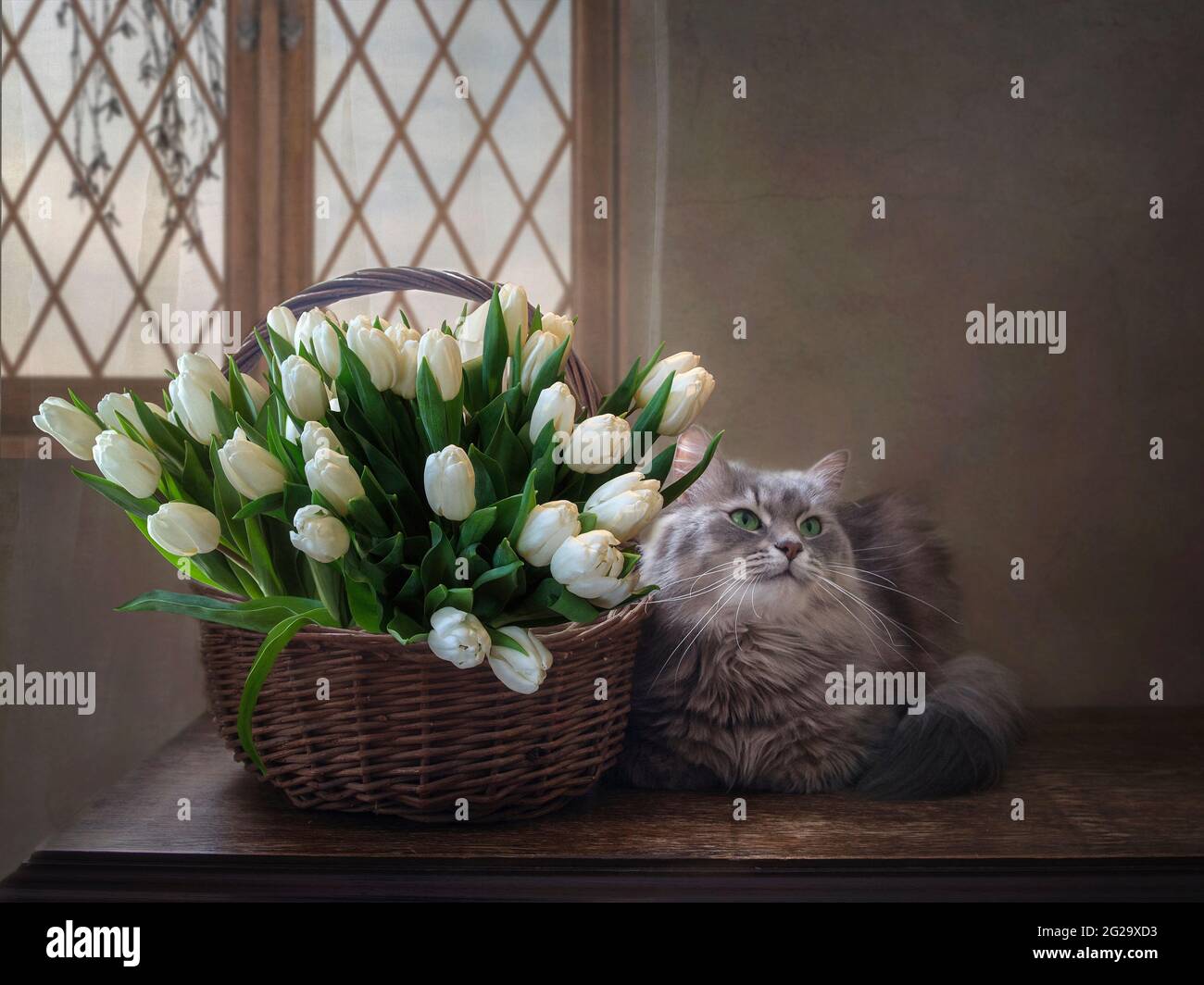 La natura morta floreale con il grazioso gattino grigio Foto Stock