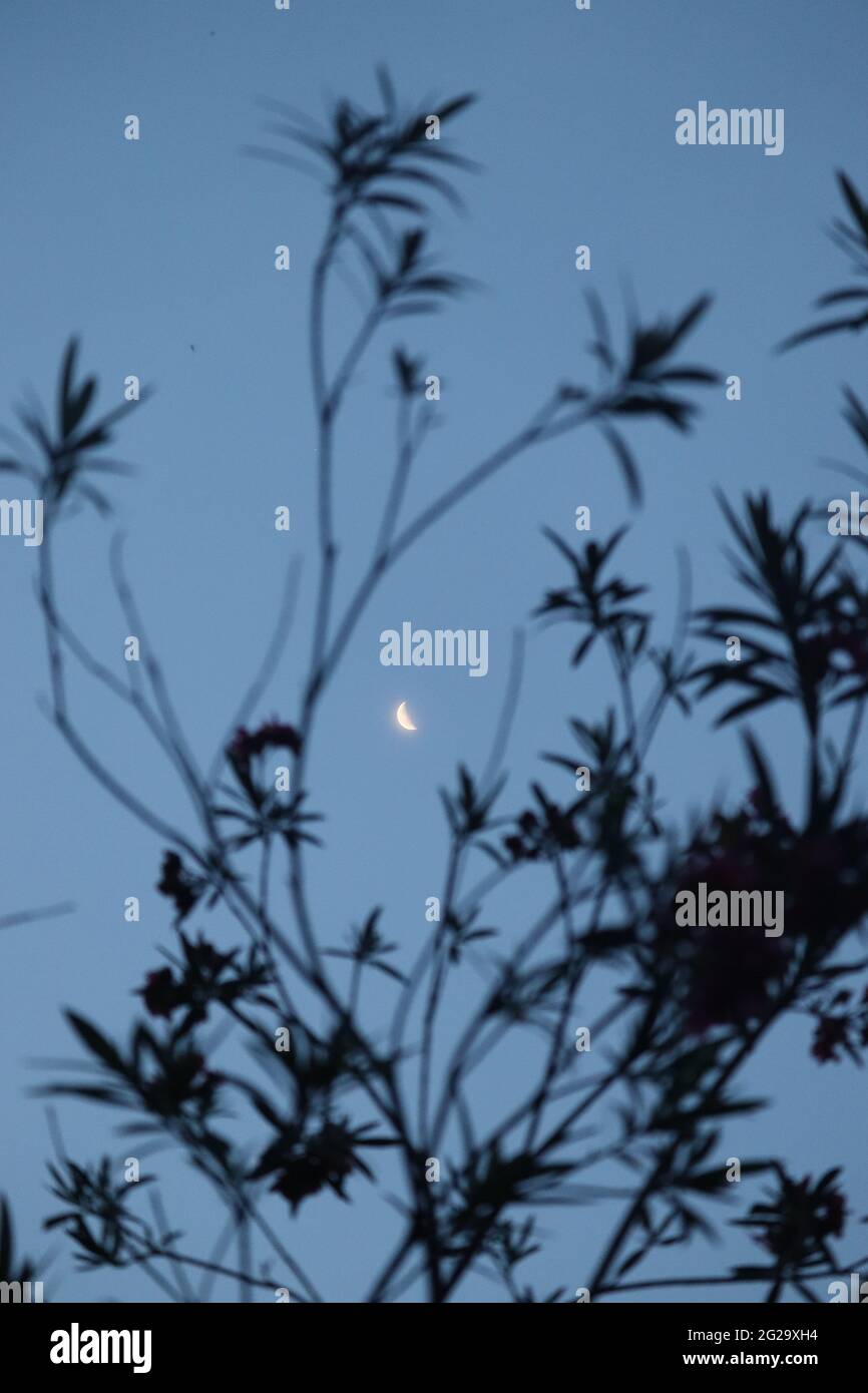 Luna estetica. Vista mattutina di una mezza luna. Foto Stock