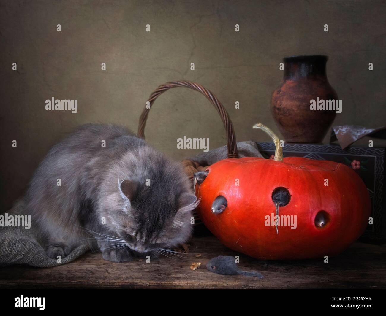 Il gatto gioca con i topi giocattolo in zucca Foto Stock