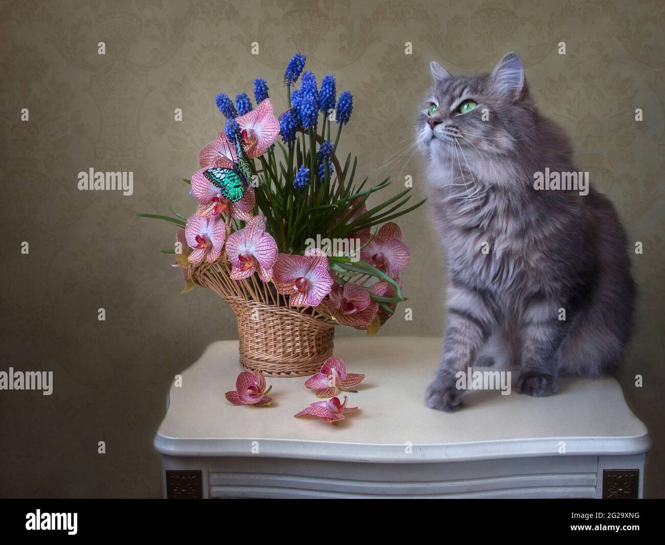 La natura morta floreale con il grazioso gattino grigio Foto Stock