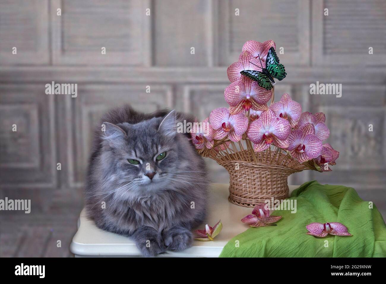 La natura morta floreale con il grazioso gattino grigio Foto Stock