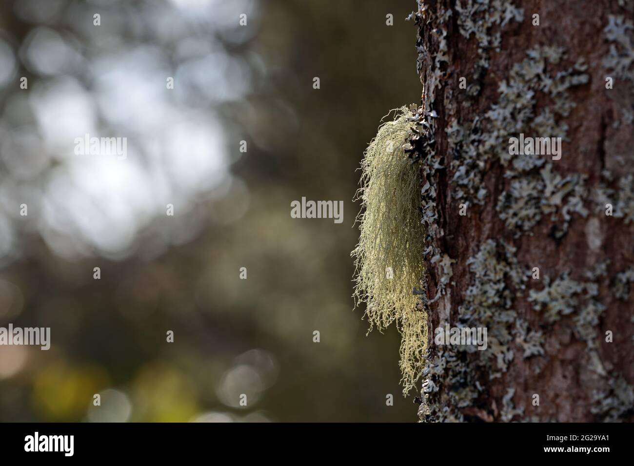 Lichene di barba verde chiaro appeso su un tronco di quercia Foto Stock