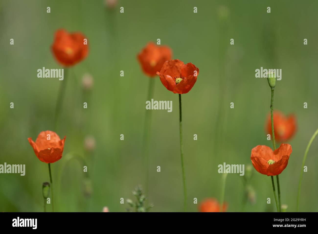 Fiori di papavero colorati su campo verde in estate Foto Stock