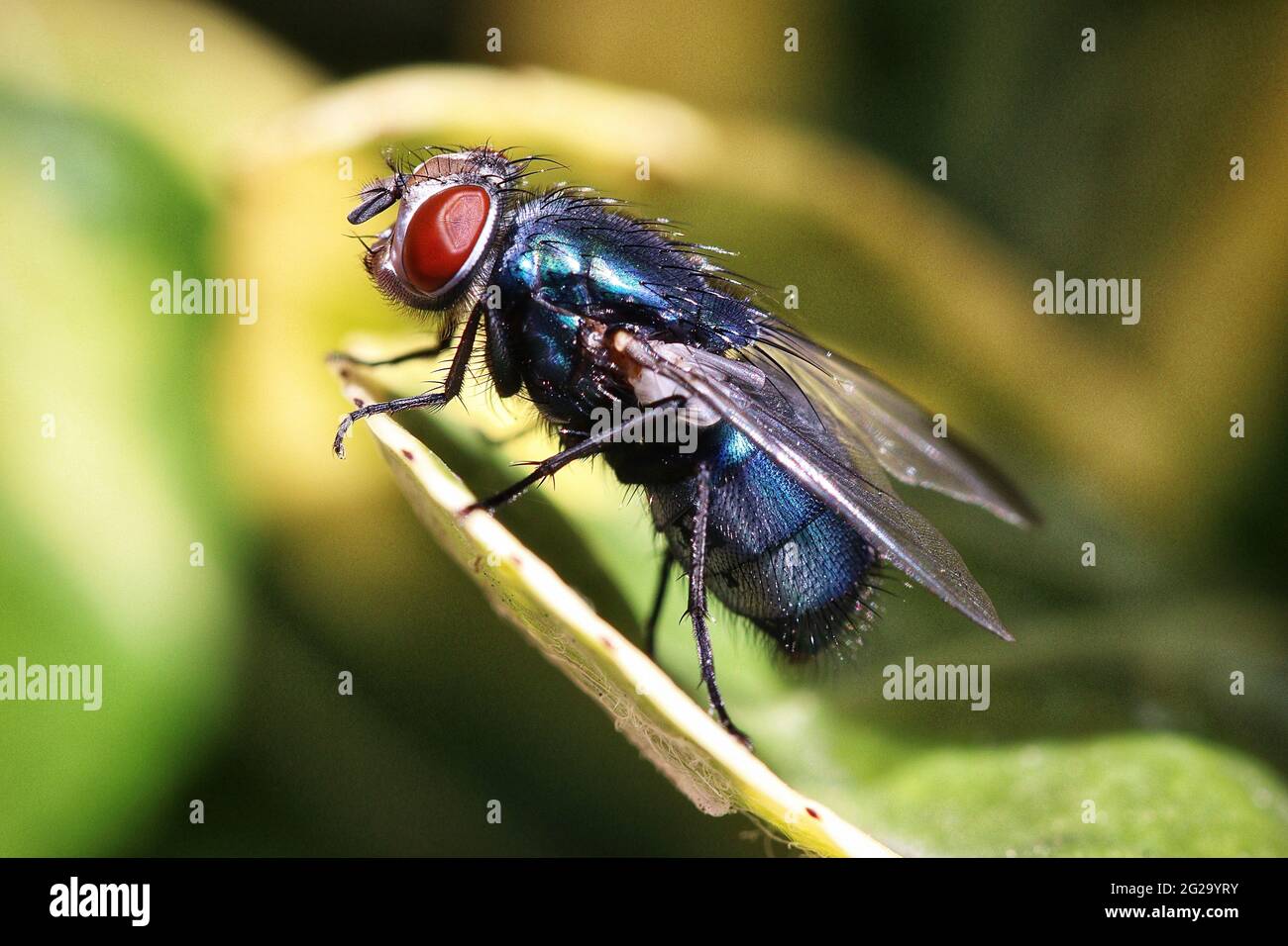 Primo piano foto di un Bluebottle Fly Foto Stock
