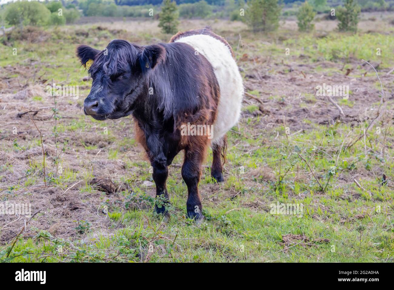 Mucca Galloway con cintura e caratteristico cappotto lungo e ampia cintura  bianca, una tradizionale razza scozzese di bovini di manzo a Chobham  Common, Surrey Foto stock - Alamy