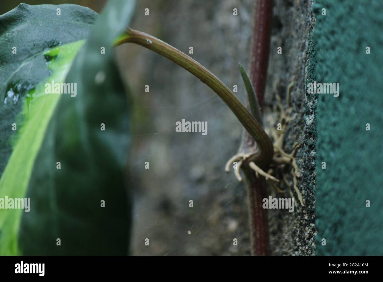 Il betel (Piper betle) è un vitigno della famiglia delle Piperaceae, che comprende pepe e kava. La foglia di betel è principalmente consumata in Asia, e altrove in Th Foto Stock