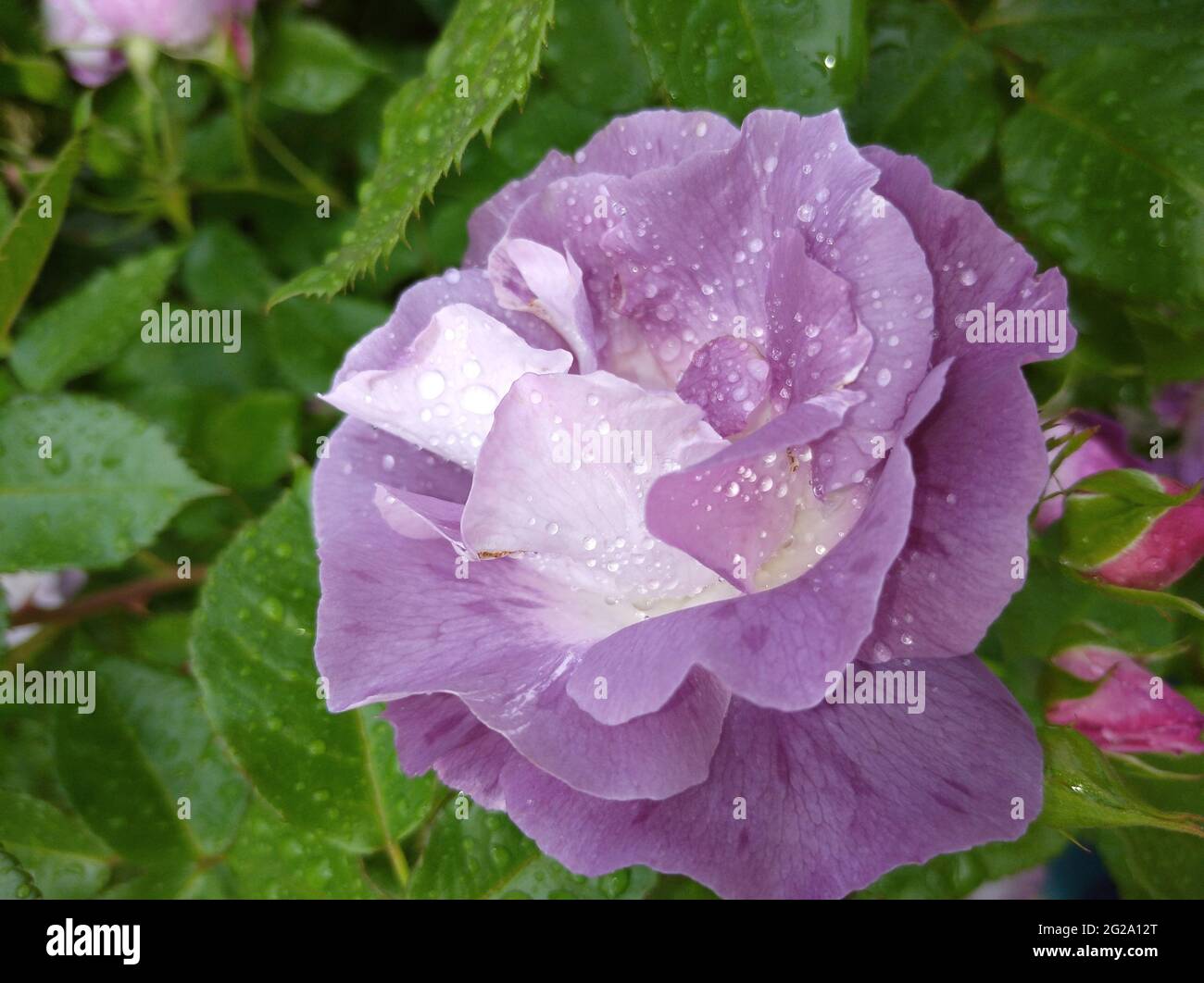 Rosa fiore varietà Blu per voi. Petali lilla Foto Stock