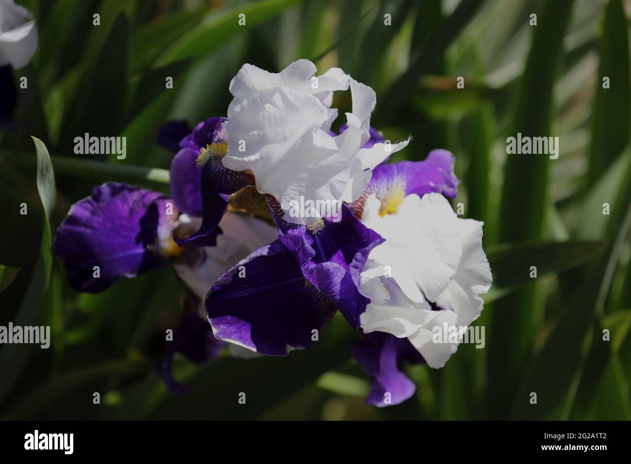 Fiori viola, bianco e giallo Tillamook Bay Iris in primavera Foto Stock