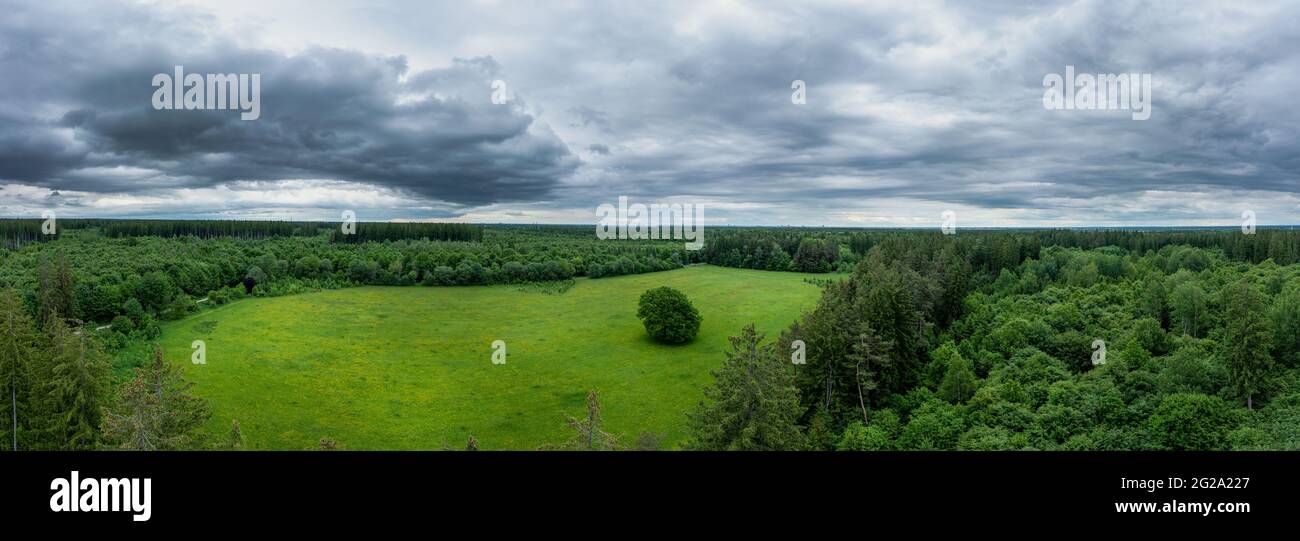Verde natura - impressionante vista su alberi verdi e un prato in primavera - aria fresca all'aperto come concetto per un paesaggio idilliaco senza persone in Foto Stock