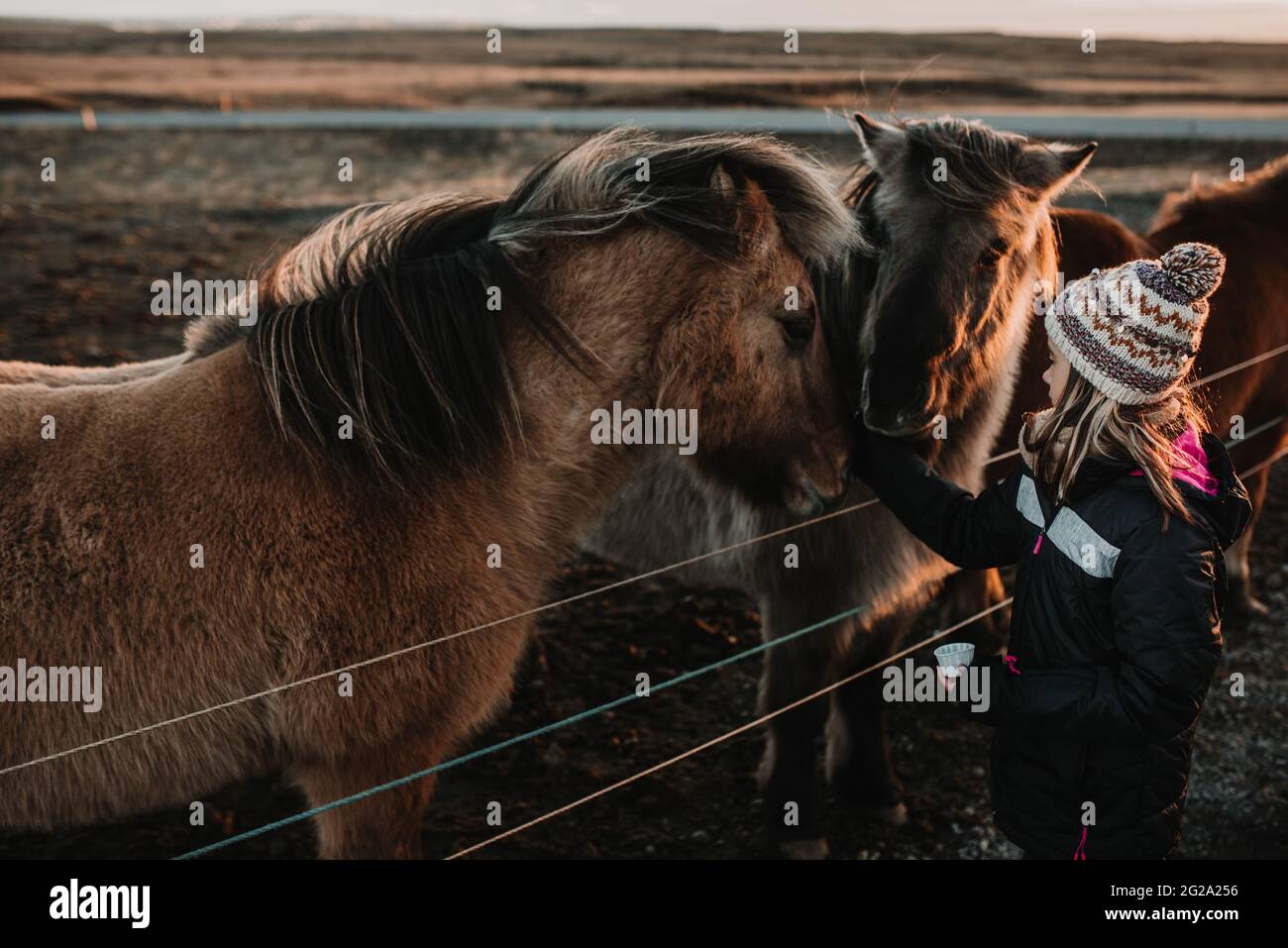 Vista laterale della dolce ragazza in abiti caldi ed eleganti che toccano incredibili cavalli islandesi nella giornata di sole nella natura meravigliosa Foto Stock