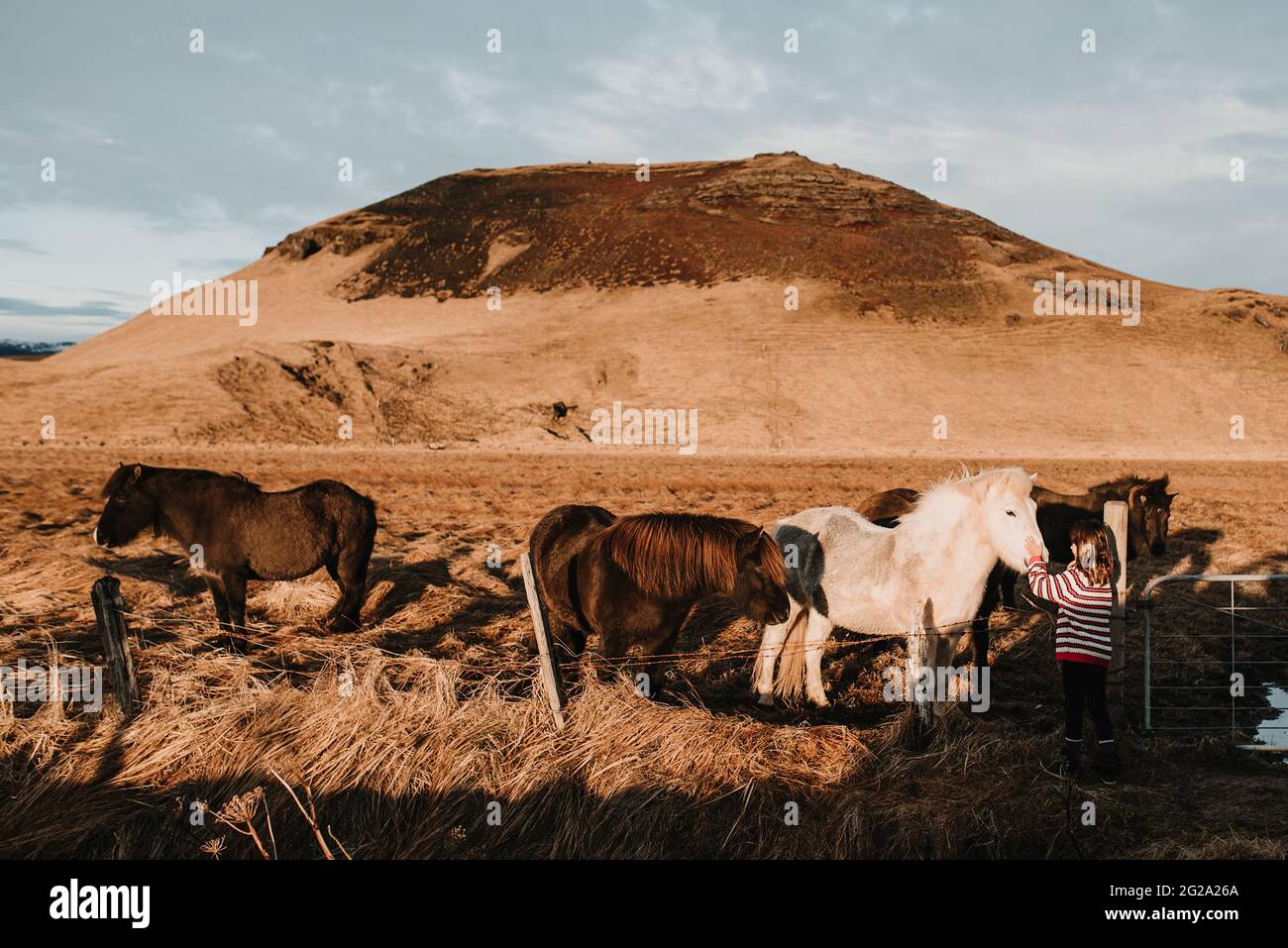 Vista laterale della dolce ragazza in abiti caldi ed eleganti che toccano incredibili cavalli islandesi nella giornata di sole nella natura meravigliosa Foto Stock