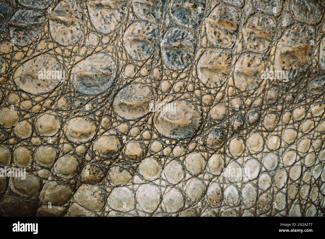Closeup di alligatore calmo una pelle rettile coperta di sabbia Foto Stock