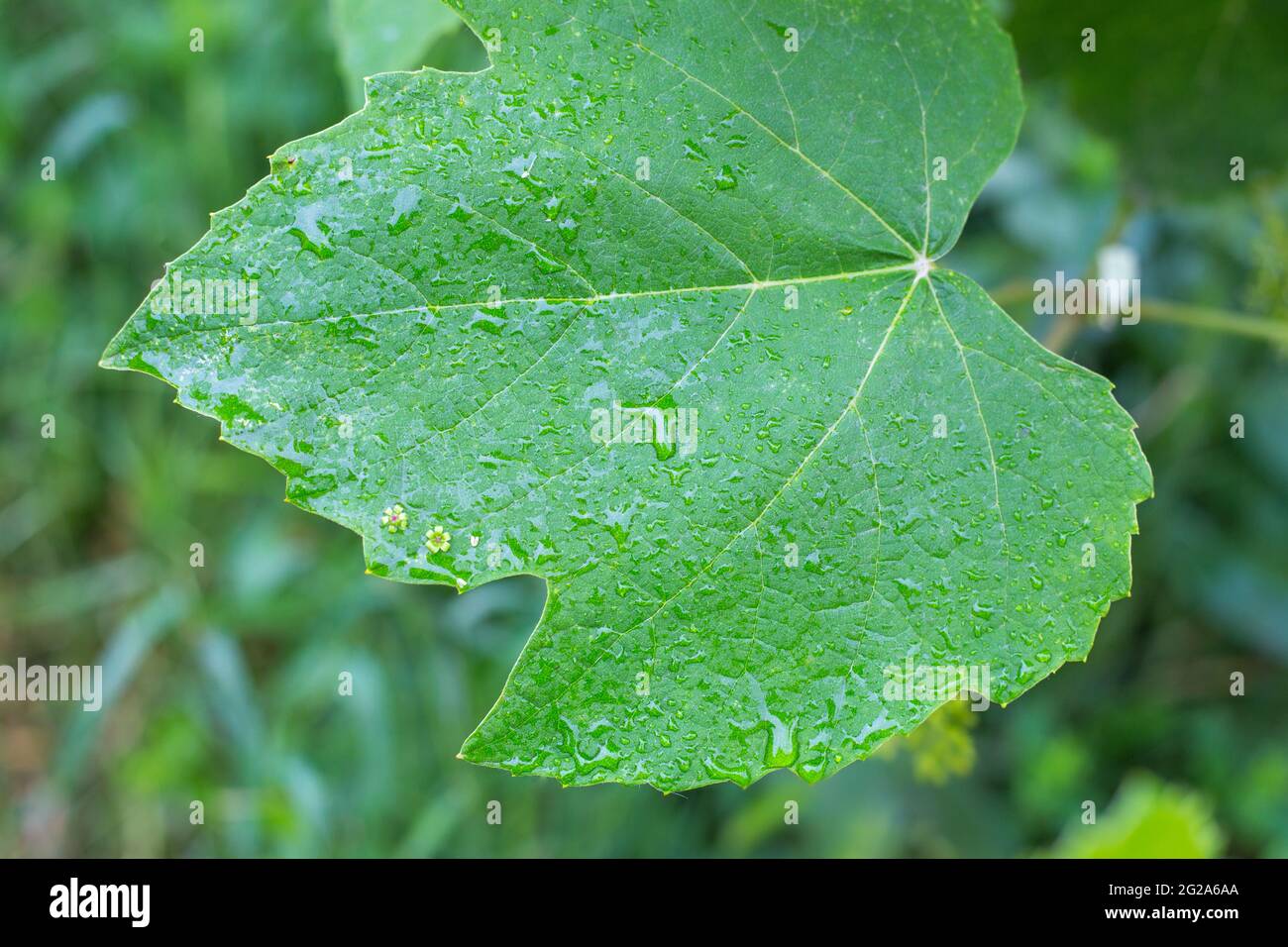 Foglia verde di uva bagnata dalla pioggia copia spazio giardinaggio e cura delle piante. Foto Stock