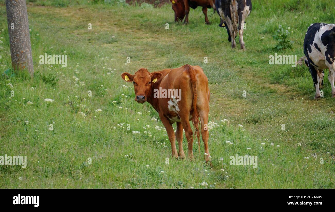 Mucche pascolano su un prato in una giornata di sole. Rilassante scenario di bovini da latte nella prateria. Pascolo europeo con bestiame da fattoria che mangia erba. Foto Stock