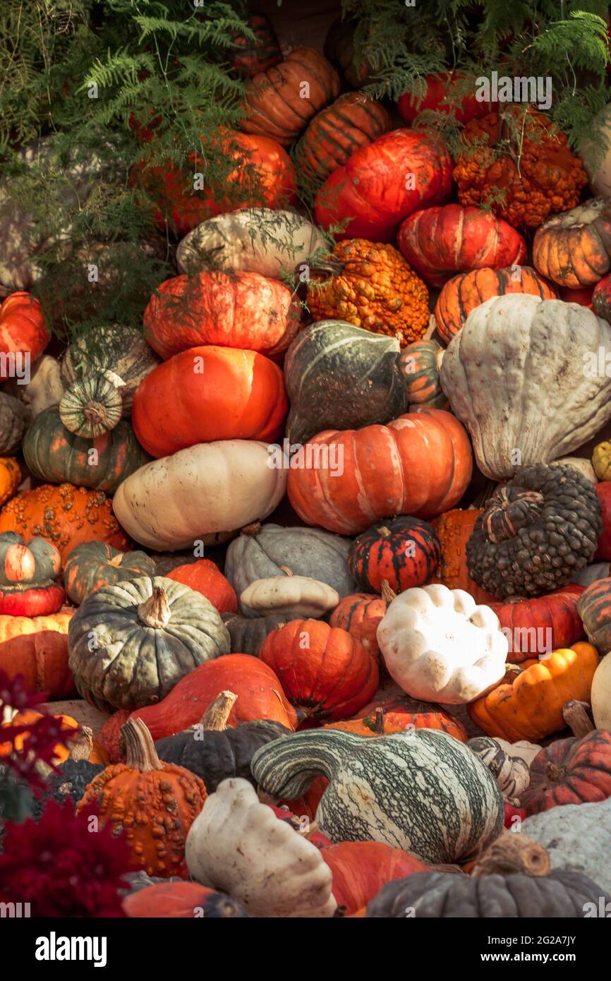 I gourds accatastati in su come decorazione nella serra stagionale Foto Stock